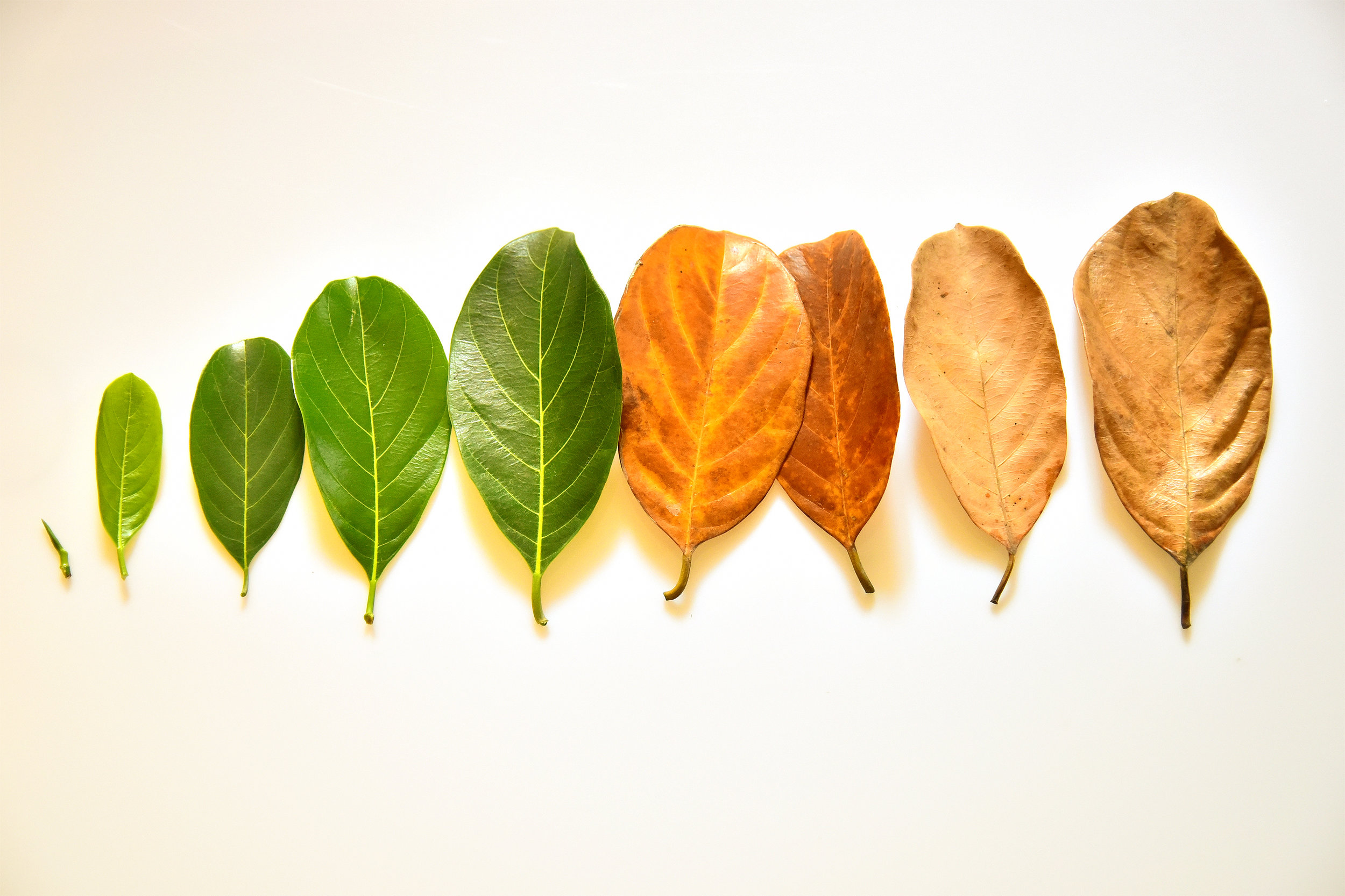 Ondersteunen van de ouder wordende mens met een verstandelijke beperking